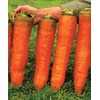 Giant Carrot Seeds Red Vegetable for Planting Giant Non GMO