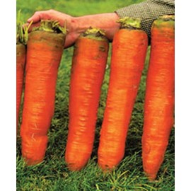 Giant Carrot Seeds Red Vegetable for Planting Giant Non GMO 2000 Seeds