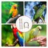 2 Pcs Bird Ladder Set, Bird Cage Ladder for Cage