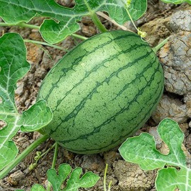 Watermelon Seeds - Garrisonian - 0.25 Oz ~100 Seeds - Citrullus lanatus - Farm & Garden Vegetable/Fruit Seeds - Non-GMO, Heirloom, Open Pollinated, Annual