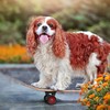 26 Inch Large Pet Skateboard for Dogs and Pets -