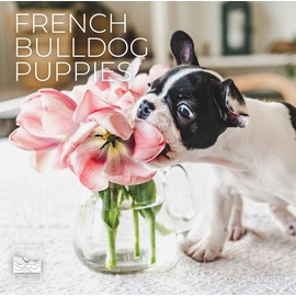 2026 French Bulldog Puppies Wall Calendar 12 Month | 12" x 24" Open | Giftable | Dog Calendar 2026 | Thick & Sturdy Paper for Calendar Organizing & Planning | Pacific Waters Press (French Bulldog Puppies)