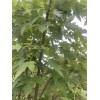 Tree Silver Maple Tree 4“-8" Sapling Seedling (5 Pack) Live