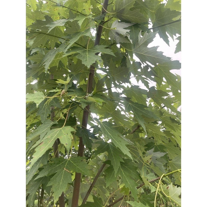 Tree Silver Maple Tree 4“-8" Sapling Seedling (5 Pack) Live