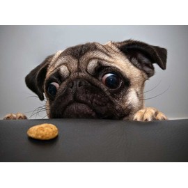 PigBangbang,Handmade 20.6 X 15.1'' Premium Basswood Bright Colorful 500 Piece Jigsaw Puzzle for Adult in Box Can Be Mural Home Decoration-Pug Wants A Cookie