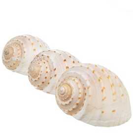 Hermit Crab Shells | Shells for Hermit Crabs | 3 Spotted Tonna Shells 2"-2.5" | Opening Size Approx. 1.75"-2" | Hermit Crab House for Décor