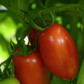 Tomato Marriage Heirloom Tomato Seeds 25 Seeds Tomato Marriage Marzinera