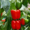 Bonnie Plants Red Bell Pepper Live Vegetable Plants - 4
