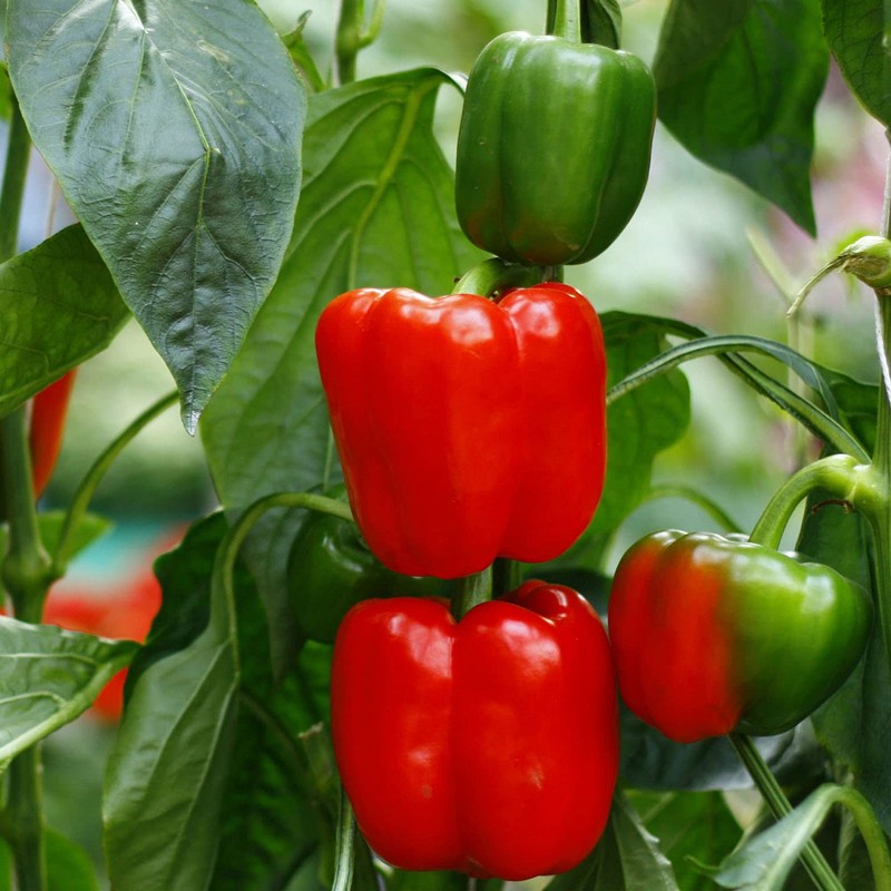 Bonnie Plants Red Bell Pepper Live Vegetable Plants - 4