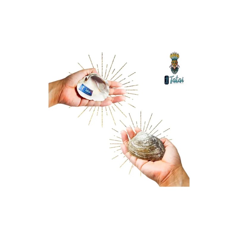 Concha Nacar Ostras Tatai 100% Natural 2 Pzs
