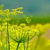 Fennel Sweet 100ml Fennel Incent Essential Oil Essential Oil