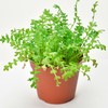 Seishin Pottery Home Garden Easy Cultivation Kit Nemophila Indoor Flower