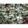 Dwarf Bolivian Wandering Jew Tradescantia Minima Callisia Repens 10 Cuttings