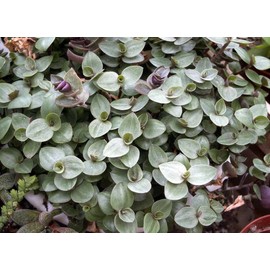 Dwarf Bolivian Wandering Jew Tradescantia Minima Callisia Repens 10 Cuttings
