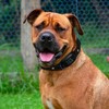 [New] Houndware Multi-Functional Dog Anti Bark Collar with Vibration& Static,