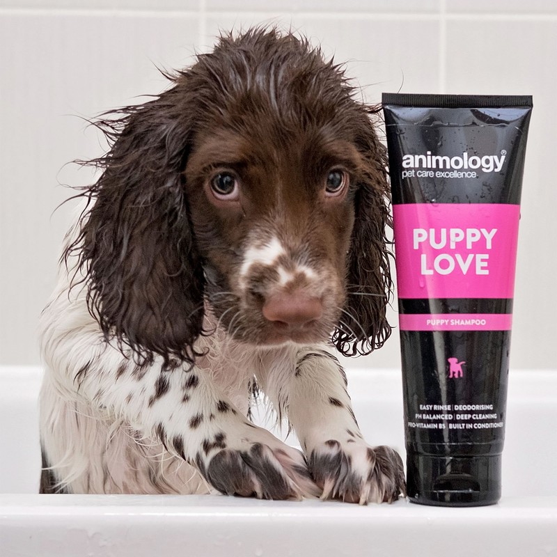 Animology Puppy Love Mild Dog Shampoo, Twin Pack, 250ml
