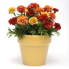 Outsidepride French Marigold Strawberry Blonde Flower Seeds - 200 Seeds