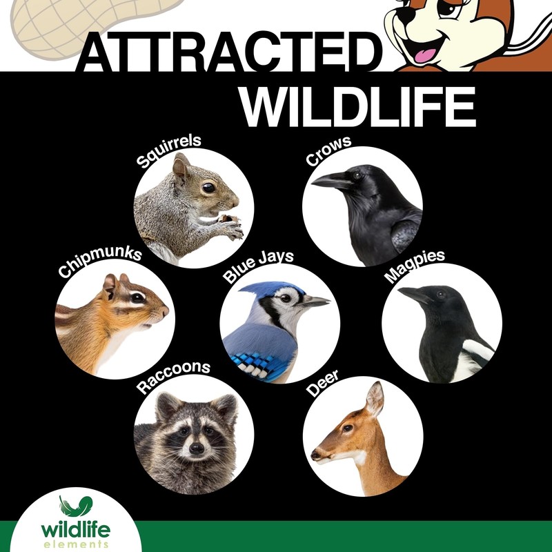 Wildlife Elements Peanut Party Unprocessed, Raw in-Shell Peanuts Wildlife Animal