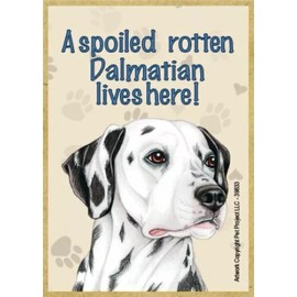 A spoiled rotten Damatian lives here! Cute Wood Fridge Magnet 2.5" x 3.5" NEW