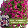 Sow Right Seeds Sow Right Seeds - Dwarf Mixed Petunia