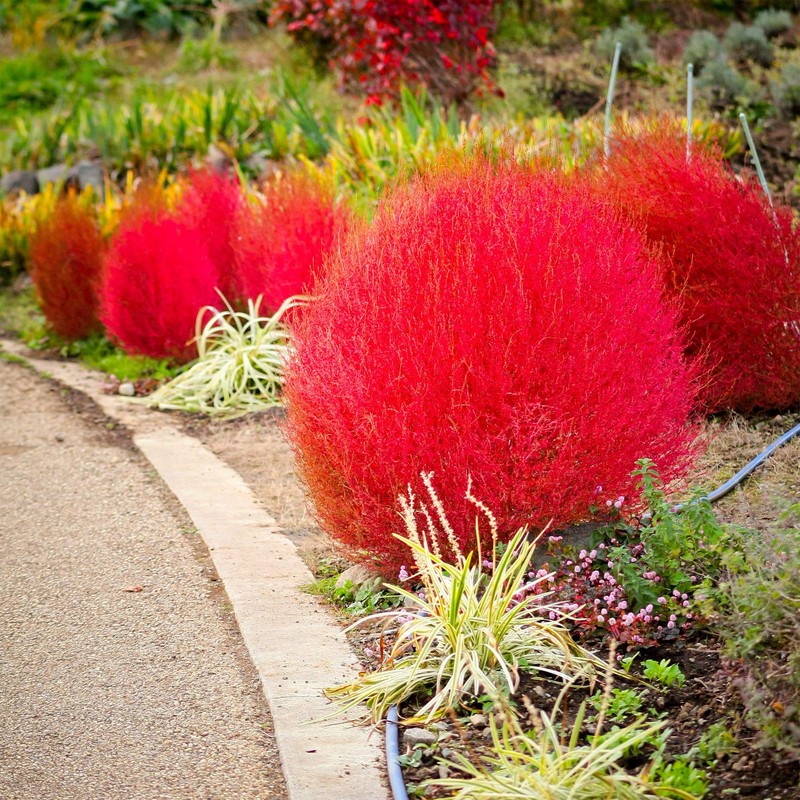 Outsidepride Kochia Trichophylla Burning Bush Seeds - 5000 Count (Vibrant