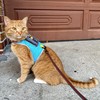 TRAVEL CAT The Pathfinder Cat Harness with GPS Tracker Pocket