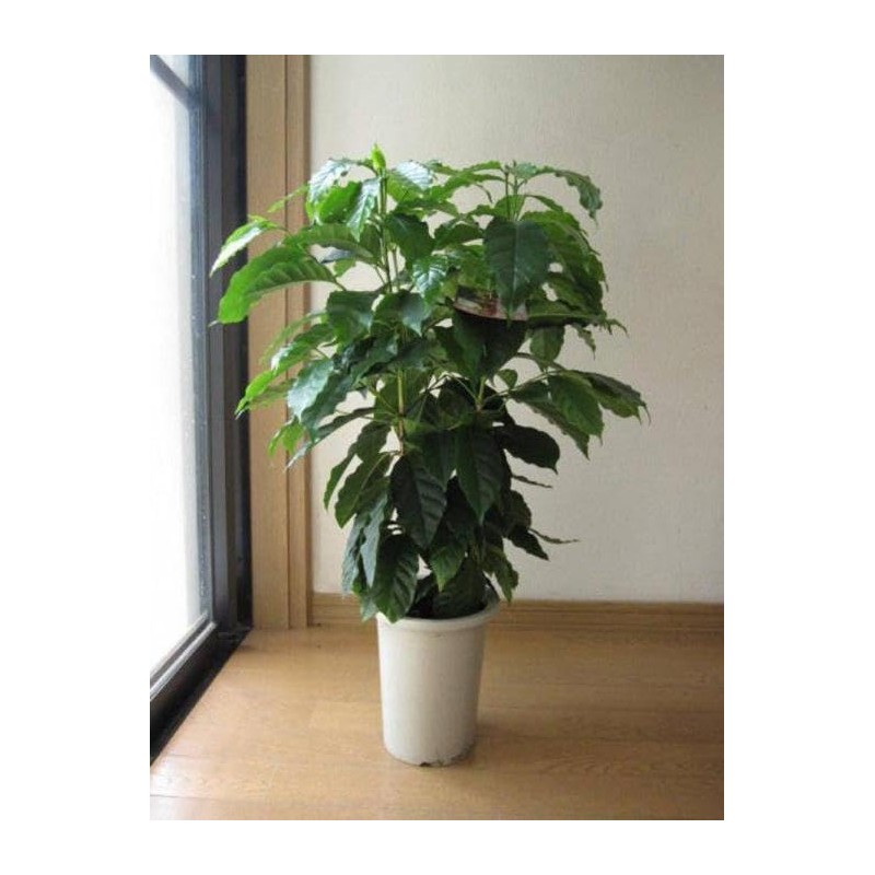 Seeds4planting - Seeds Coffee Tree Arabian Ornamental Dwarf Plant Perennial