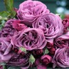 Heirloom Roses Purple Rose Plant - Sunbelt® Plum Perfect Floribunda