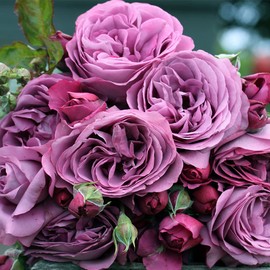Heirloom Roses Purple Rose Plant - Sunbelt® Plum Perfect Floribunda Rose Bush, Live Plant for Outdoor Planting