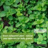 Sow Right Seeds Sow Right Seeds - Mint Seed for