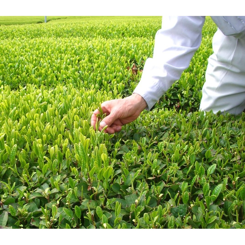 Iruma Chitose-en Value Aji Ichiban Sayama Tea 8.8 oz (250