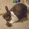 Ware Small Willow Barbell Chew Toy