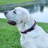 Dogline Biothane Waterproof Dog Collar with Quick Release Buckle Strong