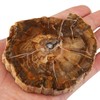 SUNYIK Irregular Natural Petrified Wood Slab Slice Stone Mineral Specimen