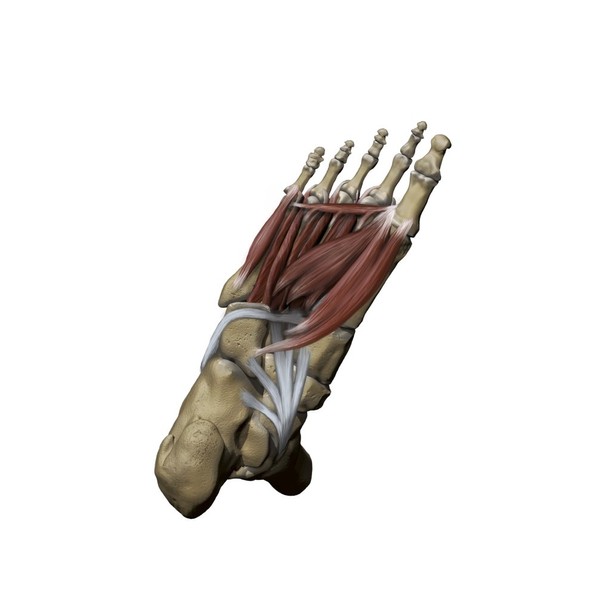 Human foot depicting the plantar intermediate and deep muscles with