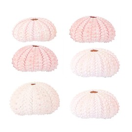 6 x Conch Plant Holders, Sea Urchins for Hanging Air Plants, Cute Succulent Display Containers, Decorative Air Plant Display Containers, Shell Plant Holder