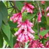 Buy Rare Seeds Cestrum elegans Smithii | Pink Cestrum |