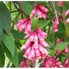 Buy Rare Seeds Cestrum elegans Smithii | Pink Cestrum | 10_Seeds