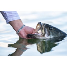 Berkley PowerBait The Champ Minnow Fishing Bait, HD Silver Shiner, 2.5in, Irresistible Scent and Flavor, Ideal for Bass and Walleye