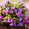 Alpi Nature Lungwort Tea Organic 100 g, Organic Lungwort Dried