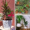 8pcs Ollas Self Watering Terracotta Planter Terra Cotta Clay Watering