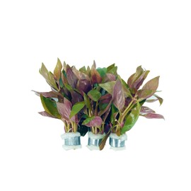 3xAlternanthera Lilacina Plants, Live Aquarium Plant | Deep Purple & Red Aquatic Stem Plant for Stunning Aquascapes