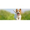 PET SUPPLEMENTS Dog Immune Booster - Dogs Immune Support -