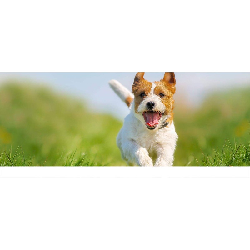 PET SUPPLEMENTS Dog Immune Booster - Dogs Immune Support -