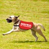 Nervous In Training Dog Jacket Vest Nervous Dog Training Alert