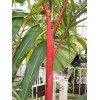 Buy Rare Seeds Cyrtostachys renda | Red Sealing Wax &
