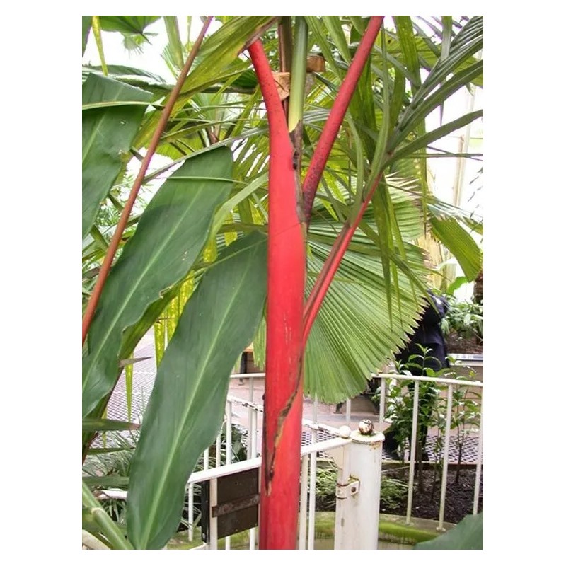 Buy Rare Seeds Cyrtostachys renda | Red Sealing Wax &