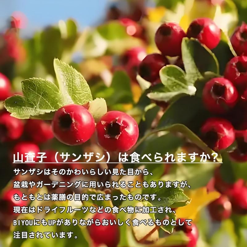 Yama Jiko Hawthorn Tea Dry Mountain Jiko Nuclear Mountain Properties