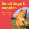 Bob Martin Bob Martin Clear Flea Treatment for Small Dogs