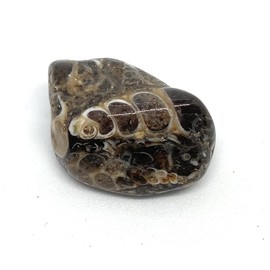 Turritella Agate Medium Crystal Tumbled Stone - 1 Pc